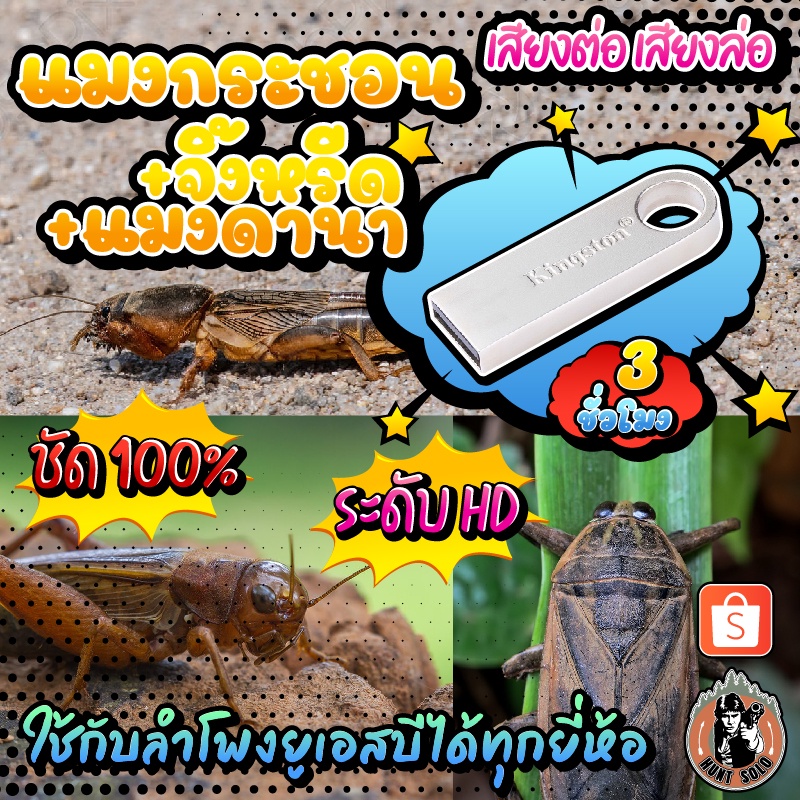 แฟลชไดร์ฟ เสียงต่อ/ล่อ แมงกระชอน+จิ้งหรีด+แมงดานา ชัดเสียงใส ไม่มีโฆษณา พร้อมส่ง! มีเก็บเงินปลายทาง!