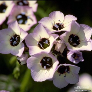 ผลิตภัณฑ์ใหม่ เมล็ดพันธุ์ 2022เมล็ดอวบอ้วน ดอกเบิร์ดอายจิเลีย Birds Eyes (Gilia Tricolor)บรรจุ 100 เมล็ด กลิ่น /ขายดี V