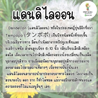 เมล็ดพันธุ์แดนดิไลออน Dandelion บรรจุ250เมล็ด อัตราการงอกสูง