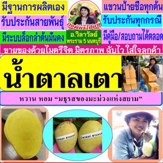 สุดยอดมะม่วงหอม หวาน น้ำตาลเตา จากสวนต้นตำหรับเมืองนนทบุรี BY อ.วิลาวัลย์ พระราม5 เป็นกิ่งทาบ พุ่มงาม