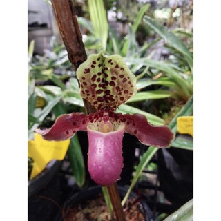 รองเท้านารีเฮนรียานัม paphiopedilum henryanum ถาง4"150