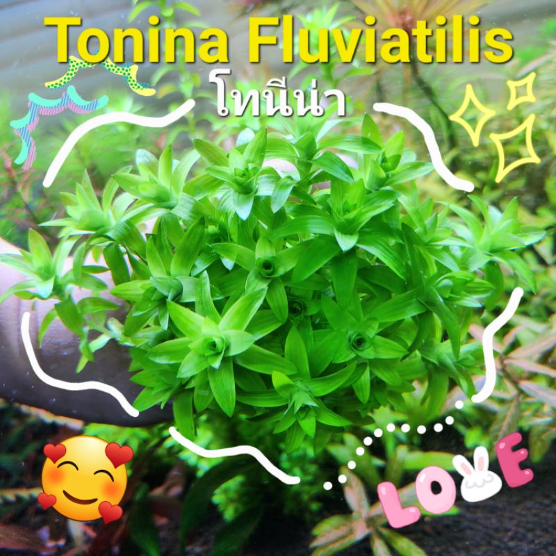 ไม้น้ำ Tonina Fluviatilis โทนีน่า ไม้ข้อสีเขียว จำหน่ายเป็นใบน้ำ พร้อมปลูก