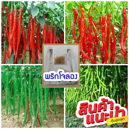 บรรจุ500 เม็ด จำนวน 1 ซอง (ซื้อ 3 ซอง แถม1)เมล็ดพันธุ์พริกโจลอง /มีคู่มือการเพาะปลูก