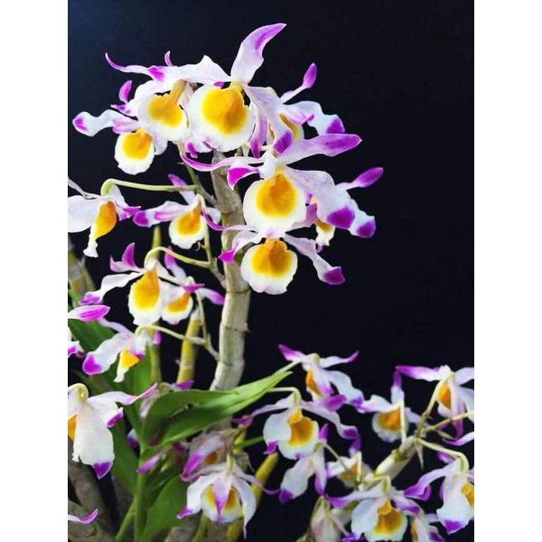 เอื้องสามสี1ต้น4กิ่งนำไปลงปลูกเอง