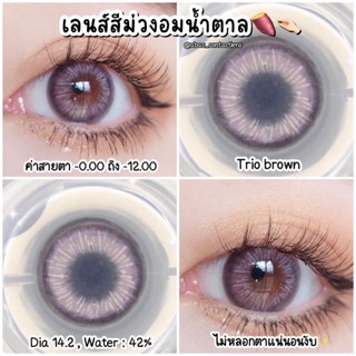 Maxim กล่องน้ำเงิน สี Trio brown เลนส์สีม่วงอมน้ำตาล