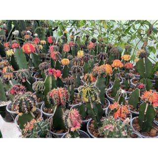 🌵ไม้กราฟ🌵20แถม5ราคา1000สุดคุ้ม