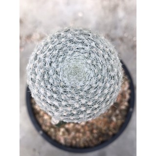 ไม้กราฟเลนต้า Mammillaria Lenta