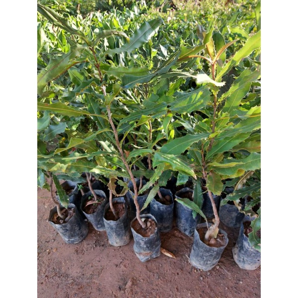 ต้นแมคคาเดเมีย ผลคล้ายถั่วรสชาติมันอร่อย มีคุณค่าทางอาหารสูง - รูปที่ 2