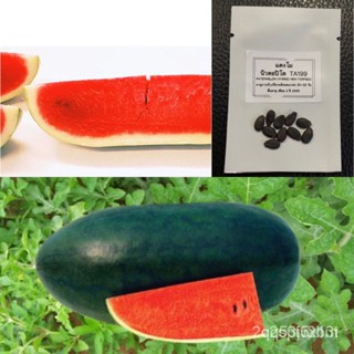 ผลิตภัณฑ์ใหม่ เมล็ดพันธุ์ เมล็ดแตงโมนิวตอปิโด จำนวน 10 เมล็ด TA199 WATERMELON (HYBRID) NEW TORPEDO เมล็ดพันธุ์แ /สวนครัว