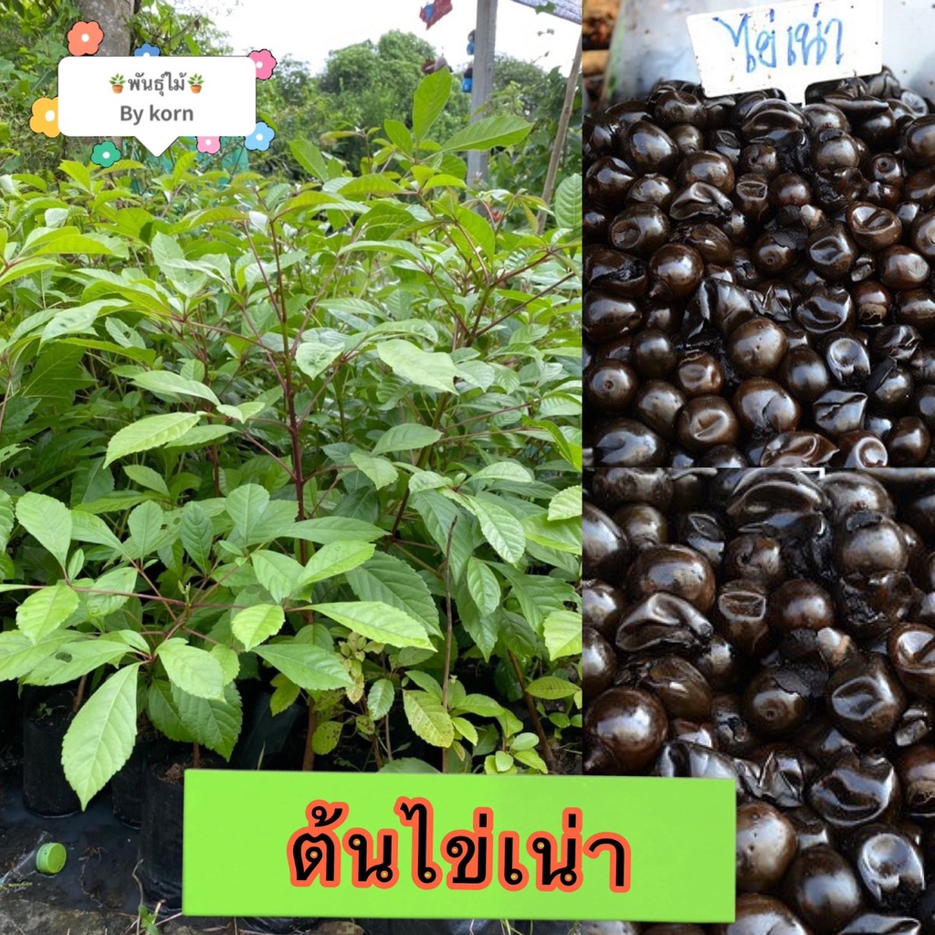 ต้น ไข่เน่า​ ไม้สมุนไพรพร้อมส่ง สำคัญกรุณาสั่งซื้อในเวลา12:00น.-00:00น.