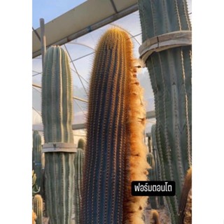 Austrocephalocereus dolichospermaticus ออสโตรเซฟาโลซีรีอุส ไม้ลำผิวสีฟ้า หนามสีทอง ไม้หายากในไทย สวยมาก