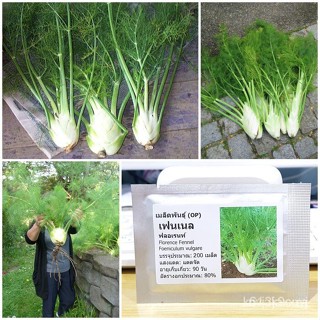 ผลิตภัณฑ์ใหม่ เมล็ดพันธุ์ 2022เมล็ดอวบอ้วน เฟนเนล ฟลอเรนท์ (Florence Fennel Seed) 200 เมล็ด คุณภาพดี ราคาถูก ของ/ดอก ICW