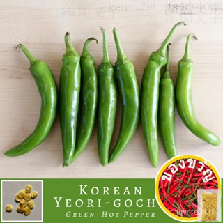 Korean Yeori-Gochu Green Hot Pepper Capsicum Annuum Seeds ((เป็นเมล็ดไม่ใช่พืช!) กุหลาบ/กระโปรง/บัวบก/ไม้จันทน์/เดอร์กอม