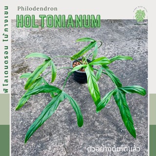 ฟิโลเดนดรอน ไม้กางเขน | ฟิโลไม้กางเขน | Philodendron Holtanianum  ไม้หายาก ไม้สะสม