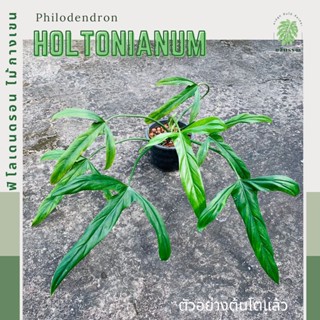 ฟิโลเดนดรอน ไม้กางเขน | ฟิโลไม้กางเขน | Philodendron Holtanianum  ไม้หายาก ไม้สะสม