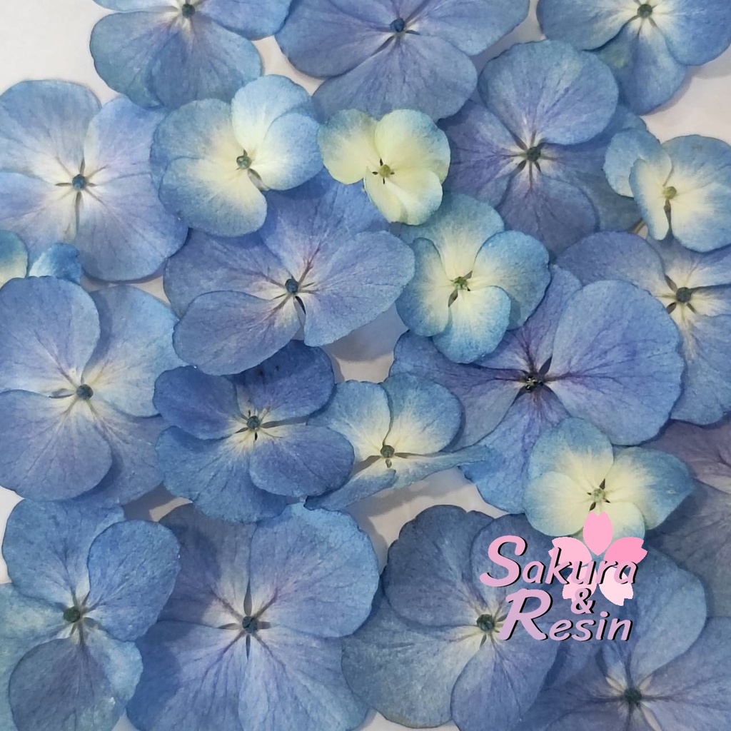 ไฮเดรนเยียอบแห้ง สีน้ำเงินม่วง สีฟ้าขาว ดอกไม้ทับ ดอกไม้แห้ง ดอกไม้ทับแห้ง