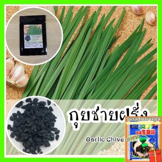 พร้อมส่ง ❗ รหัส 106 เมล็ดพันธุ์ OP แท้   ต้นกุยช่ายฝรั่ง - Garlic Chives เมล/ดอก ผัก ปลูก สวนครัว คละ/ดอก LZKL