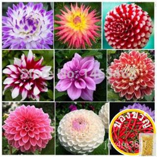 Multi-colored DAHLIA seeds bonsai Flower Plant seeds 50 particles free shipping pham/seeds/ ดอกทานตะวัน/ดอกไม้/หมวก/แม่แ