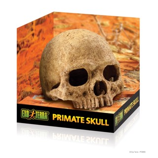 Exo Terra Primate Skull ที่หลบซ่อน รูปทรงกระโหลกลิง