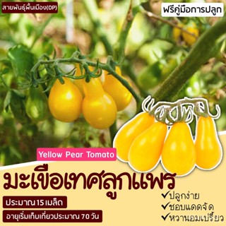 ผลิตภัณฑ์ใหม่ เมล็ดพันธุ์ 2022เมล็ดพันธุ์มะเขือเทศลูกแพรสีเหลือง(14-16เมล็ด/ซอง) Yellow Pear Tomato PBPK/เมล็ดด UQJF