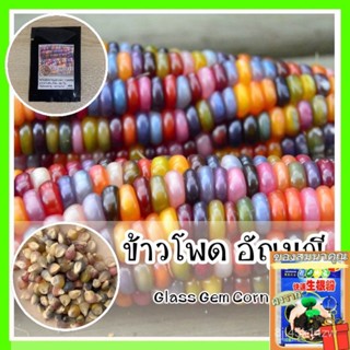 พร้อมส่ง ❗ รหัส 001 ข้าวโพดอัญมณี ทำป๊อปคอร์นหลายสี  Glass Gem Corn ปลูกง่าย โตไว เ/ง่าย ปลูก สวนครัว เ/คละ 9KNH