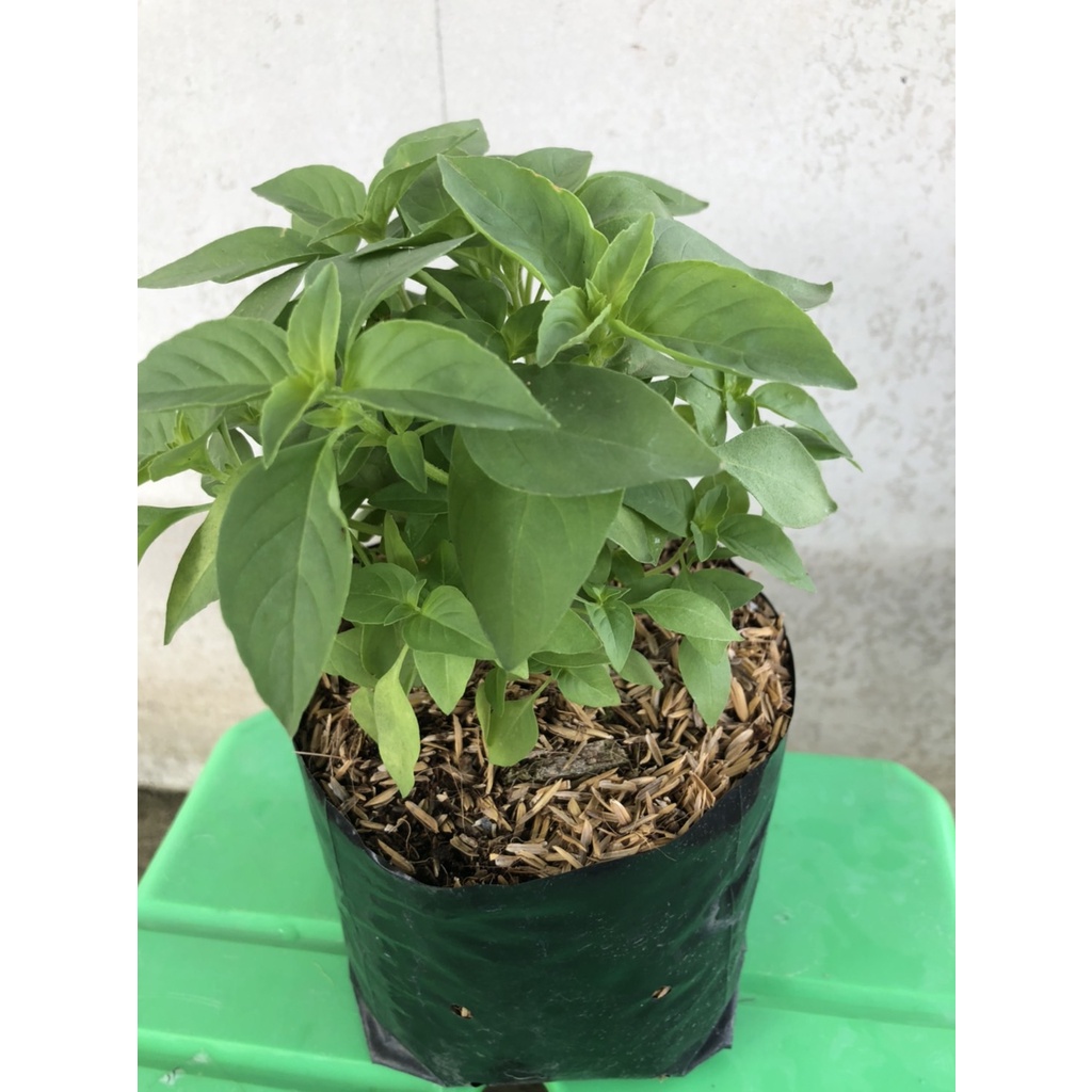 ต้นไม้ ต้น แมงลัก ผักสวนครัว