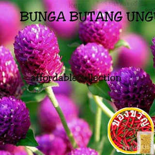 (เมล็ดพันธุ์) ปุ่มสีม่วง gomphrena เมล็ด/Flower ปุ่มเมล็ด ungued LZ1N