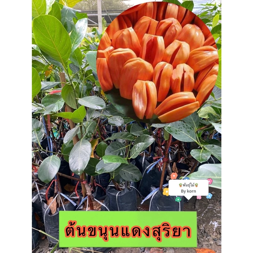 ต้นขนุนแดงสุริยา แบบทาบกิ่งติดลูกเร็ว สูง 80-90 cm.​ พร้อมส่ง สำคัญกรุณาสั่งซื้อในเวลา12:00น.-00:00น.