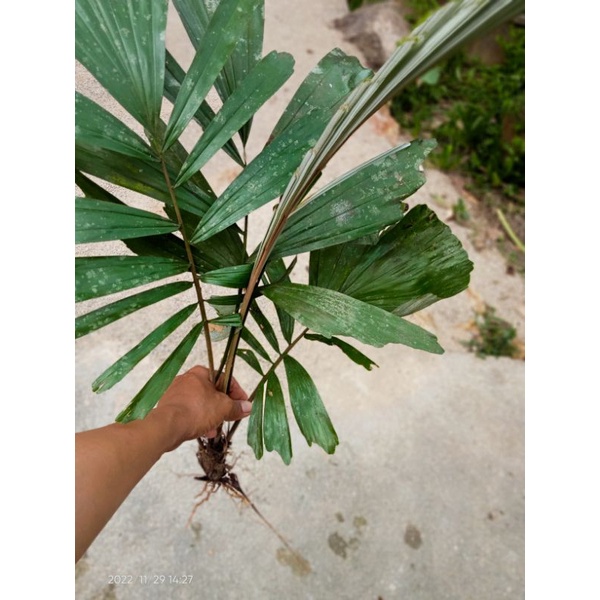 ต้นลูกชิดขนมหวานขาย4ต้น50บาท