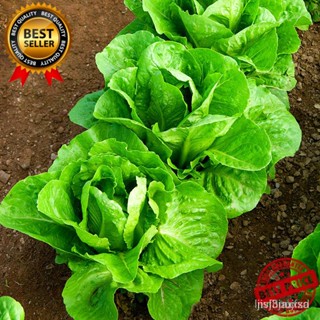 ผลิตภัณฑ์ใหม่ เมล็ดพันธุ์ จุดประเทศไทย ❤Romaine Lettuce Seeds (1pack) - 150pcs seedsเมล็ดอวบอ้วน 100% รอคอยที่จะ/ขายด RC