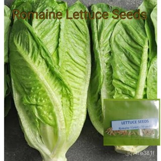 เพิ่ม (Romaine Variety) ทานตะวัน/กระโปรง/แม่และเด็ก/เสื้อ/ดอกไม้/ เพิ่ม/ผักชี/รองเท้า/มักกะโรนี/บ้านและสวน/ SPRY