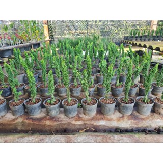ต้นสน Sekka Hinoki นำเข้า จาก ญี่ปุ่น