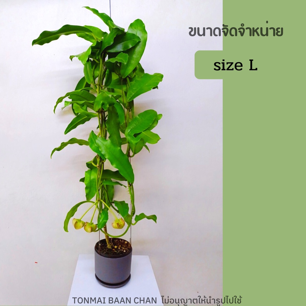 โฮย่าจักรพรรดิ์ Hoya Imperialis red ดอกสีแดงฟอร์มใหญ่ ต้นใหญ่ พร้อมออกดอก - รูปที่ 4