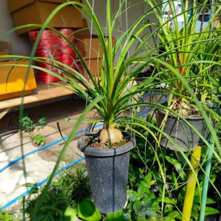 แซ่ม้า แส้ม้า พันธุ์หัวโต🌱 จัดส่งพร้อมกระถางเเละลวดแขวนพร้อมเเขวนโชว์ได้เลยย