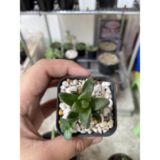 ไม้อวบน้ำ Haworthia 🌵โรยหินขาว