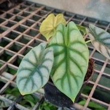 Alocasia Silver Dragon  เลี้ยงรำไร