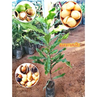 ต้นแมคคาเดเมีย​ ต้นสวยพร้อมส่ง​ รับประกันสินค้าชำรุดเคลมฟรี