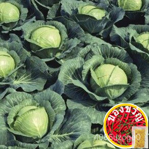 /Repolyo-Golden Acre-leafy vegetable 50เมล็ดเมล็ด (accies) ED seeds C7MX