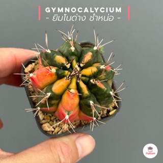 ยิมโนด่าง ชำหน่อ Gymnocalycium แคคตัส กระบองเพชร cactus&amp;succulent