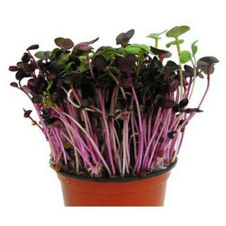 ผลิตภัณฑ์ใหม่ เมล็ดพันธุ์ 2022เมล็ดอวบอ้วน ไมโครกรีน  Red Radish Microgreen บรรจุ 100 เมล็ดเมล็ดอวบอ้วน 100% รอ /ดอก XHZ