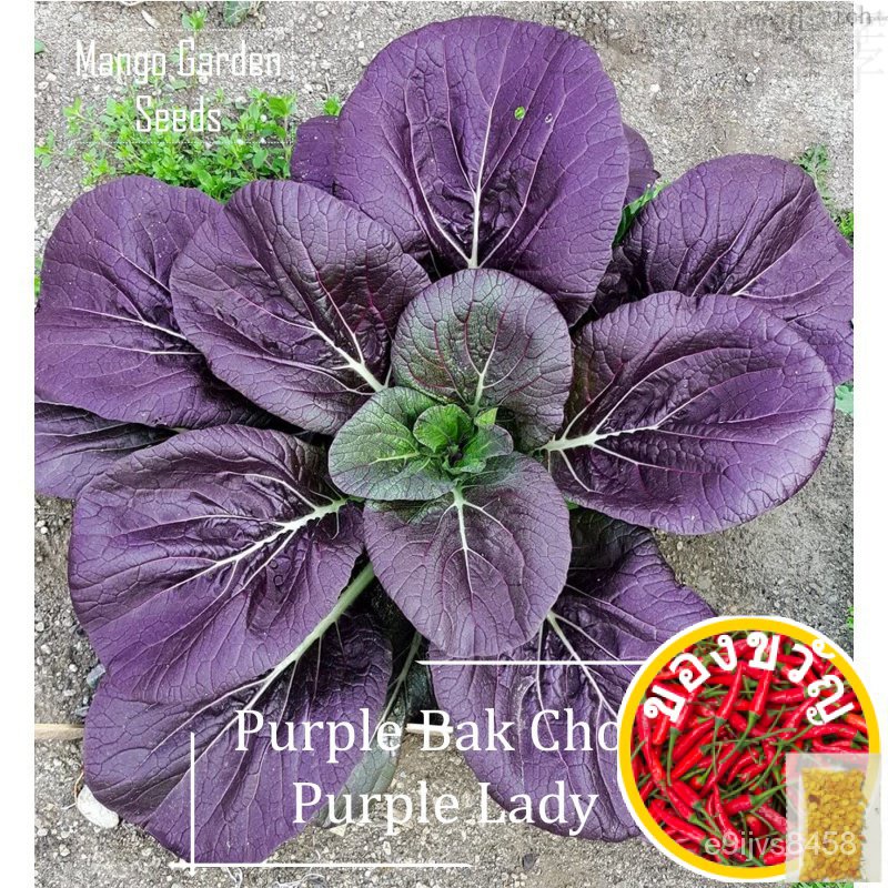 Purple Lady Purple Bak Choy seeds-200 SEED * Friendly POT * กรอบครีม, bok Choy, sawi Wi Wi Wi rwi I0