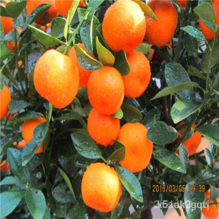 ผลิตภัณฑ์ใหม่ เมล็ดพันธุ์ 2022Hot selling 30pcs/bag Orange rare fruit seed bonsai plant home garden S008 iRje/กะเพรา JKI