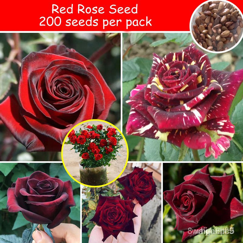 ผลิตภัณฑ์ใหม่ เมล็ดพันธุ์ 2022คุณภาพดี ของแท้ 100% เมล็ดดอกกุหลาบ Red Rose Flowers Seeds กุหลาบหิน Romantic Flo /ดอก LRM