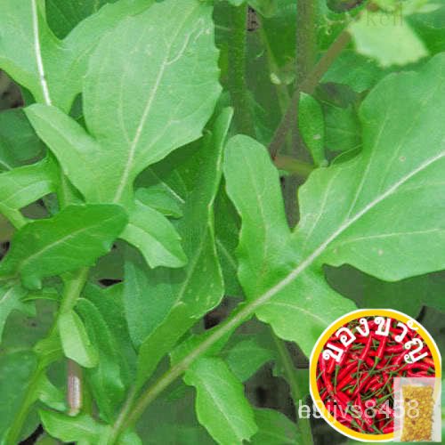 รับประกันอัตราการงอก2000 Roquette Arugula Rocket/rucola/rugula ERUCA /A/ของเล่น/ดอกไม้/เสื้อ/ดอก STV