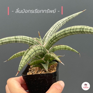 ลิ้นมังกรเรียกทรัพย์ ต้นไม้ฟอกอากาศ แคคตัส กระบองเพชร cactus&amp;succulent