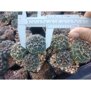 🌵💥ยิมโนอ๊อกโซ 💥🌵 Gymnocalycium ochoterenae  พอต 3-5 ต้น ขนาด 2-3 ซม.  ต้นกระบองเพชร ต้นแคคตัส (แคคตัส กระบองเพชร)