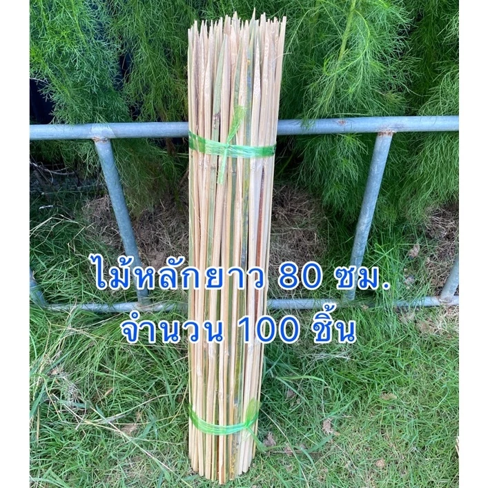 ไม้หลักยึดต้นไม้ ปลายแหลม ยาว 80 ซม. หลักยึดต้นไม้ ไม้หลักปักต้นไม้ ป้องกันลำต้นโยก ช่วยพยุงลำต้น