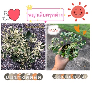 🌤️กิ่งตัดสด /กระถาง (ขั้นต่ำ2 คละได้ทั้งร้าน)*เล็บครุฑด่าง เล็บครุฑด่างแคระ ไม้มงคลด่างขาว ปลูกง่าย ขยายพันธ์ุง่าย