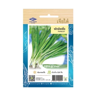 เมล็ดพันธุ์ ผักชี / หอมป้อม เจียไต๋ ศรแดง สิงโต (ซอง) เมล็ดพันธุ์ใหม่ คุณภาพดี การันตีความงอก