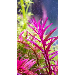 (ขายเป็นกิ่ง)ต้นไม้น้ำ โรทาล่า โคโลราต้า Rotala colorata